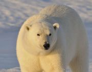 Белый медведь Арктики.jpeg