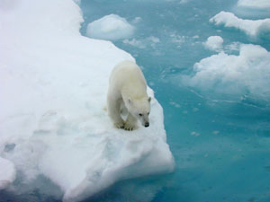 Beliy medved v Arktike.jpg