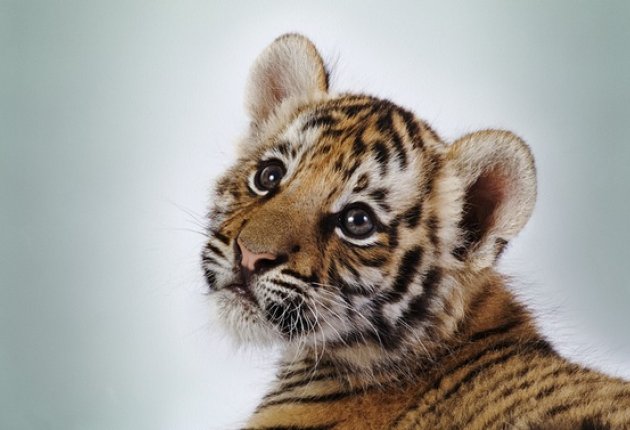 Амурский тигр1.jpg