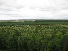 сосновые посадки на реке Томь, Белогорск, Амурская обл