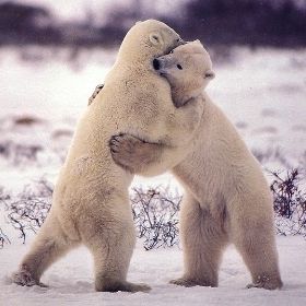 2 белых медведя.jpg