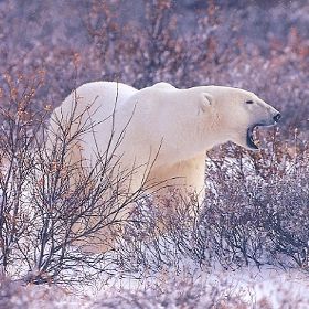 Белый медведь на своей родине.jpg