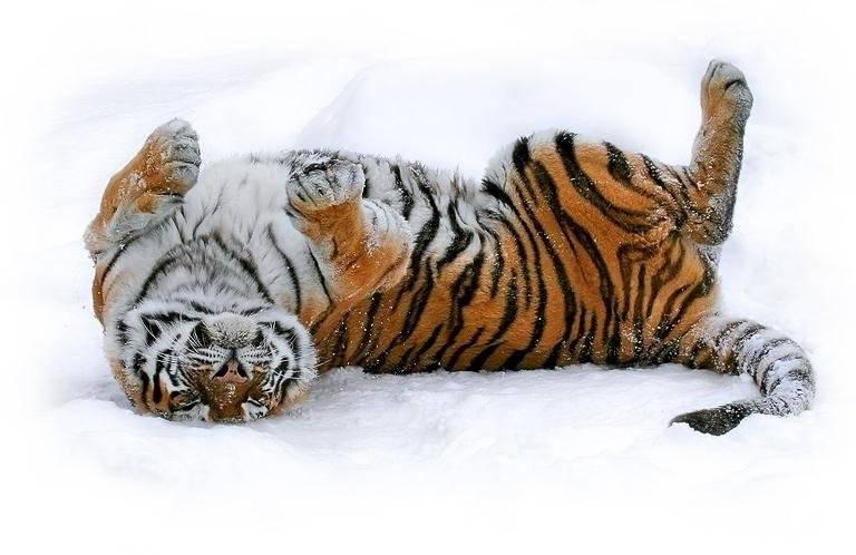 Амурский тигр.jpg