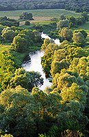 река Тихая Сосна