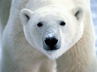 Polar-bear-1-450x337.jpg