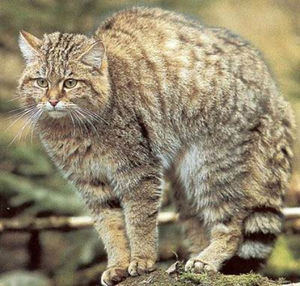 Кавказская лесная кошка.jpg