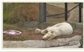 Спящий медведь в зоопарке Сан-Диего.jpg