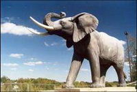 Гигант - самый большой африканский слон 1861-1885.jpg