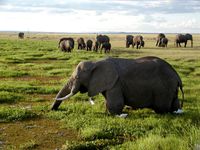 African Elephants in Kenya.jpg
