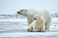 Naz-gimnaziya46-Kirov-Polar Bear.jpg