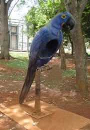 Попугай зоопарк Бразилиа.jpg