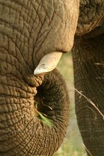 Хобот африканского слона.jpg