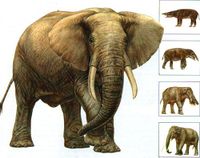 Эволюция слонов.jpg