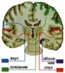 Зоны мозга, отвечающие за восприятие